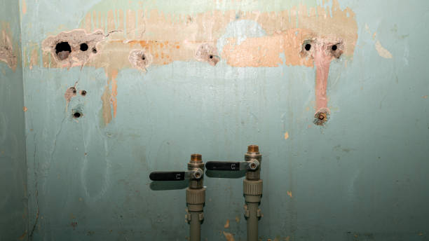 Best Water damage contractors near me  in Dakota City, NE